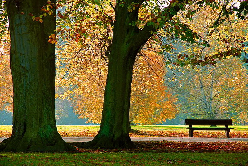 Park Bench under Trees — Green