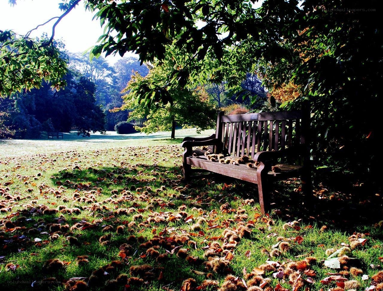Park bench under trees