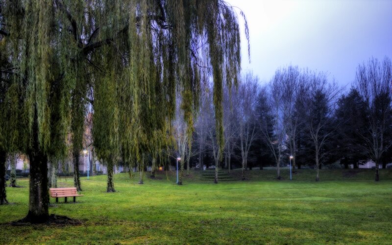 Park bench under willow tree