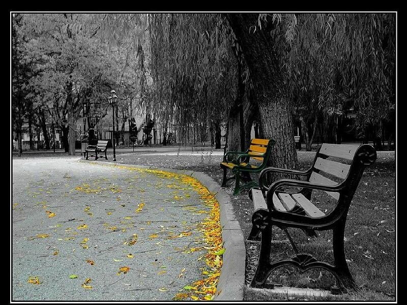 Park bench with autumn leaves