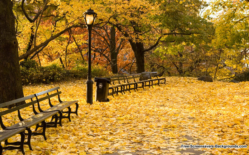 Park Bench with Autumn Leaves — Yellow
