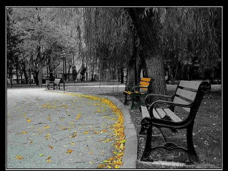 Park bench with autumn leaves