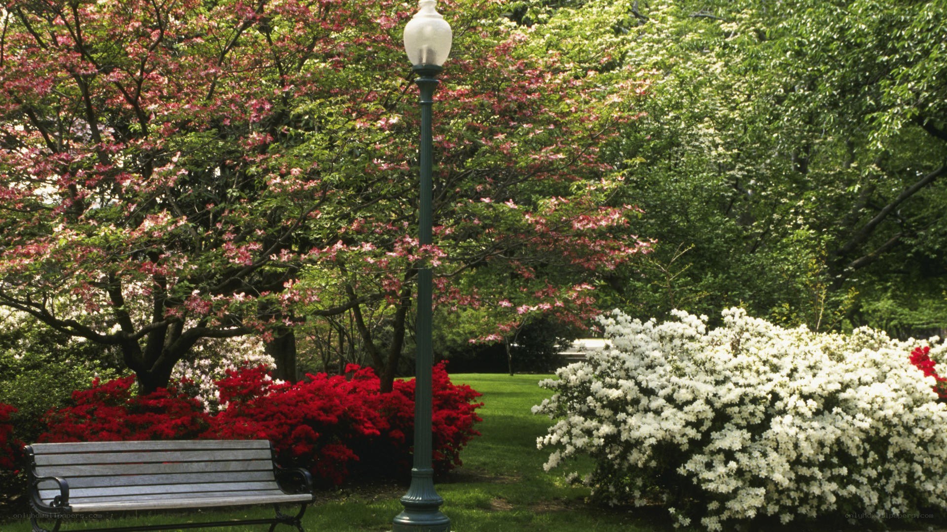 Park bench with blooming flowers
