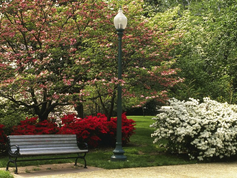 Park bench with blooming trees