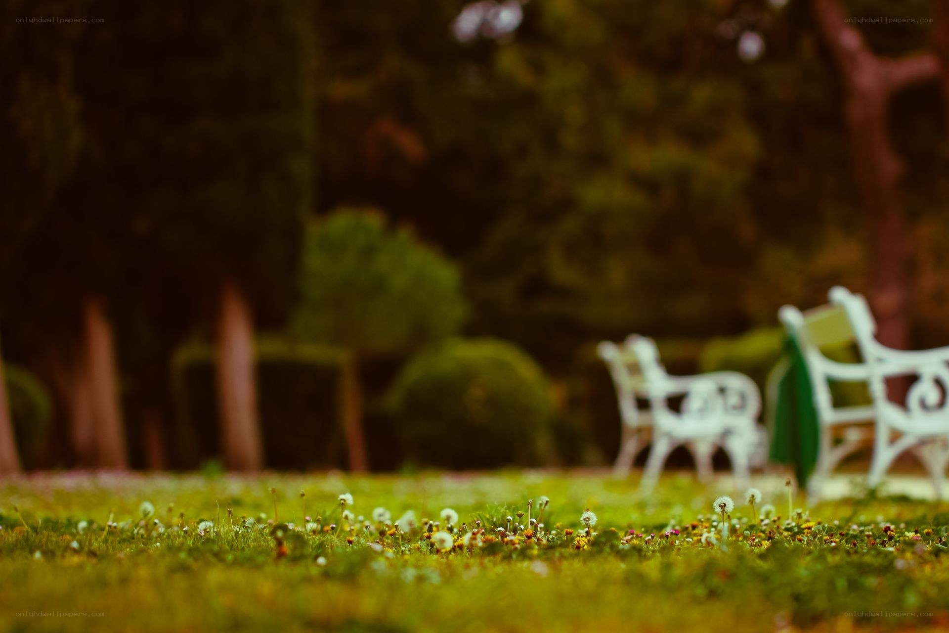 Park bench with dandelions