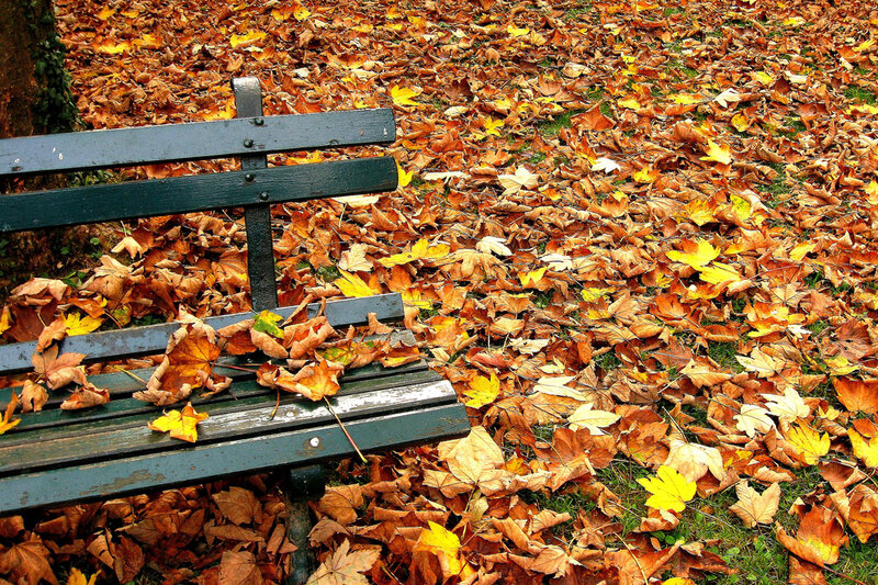 Park Bench with Leaves