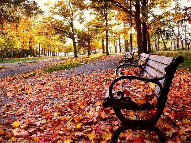 Park Bench with Leaves — Yellow