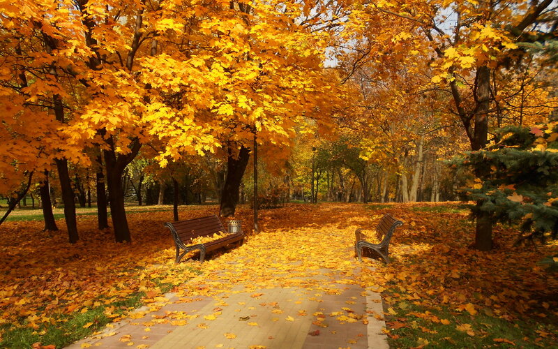 Park Benches in Autumn