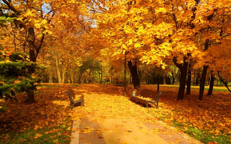Park Benches in Autumn — Yellow