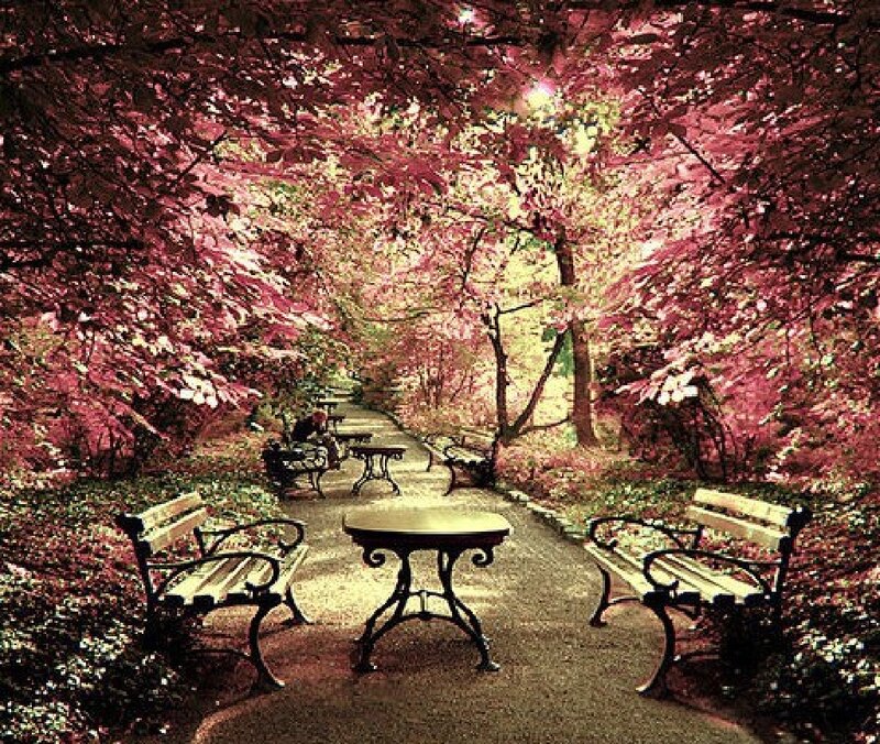 Park Benches under Trees — Pink