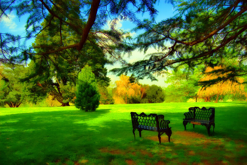 Park benches under trees