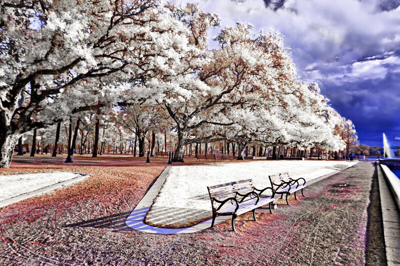 Park Benches under Trees — White