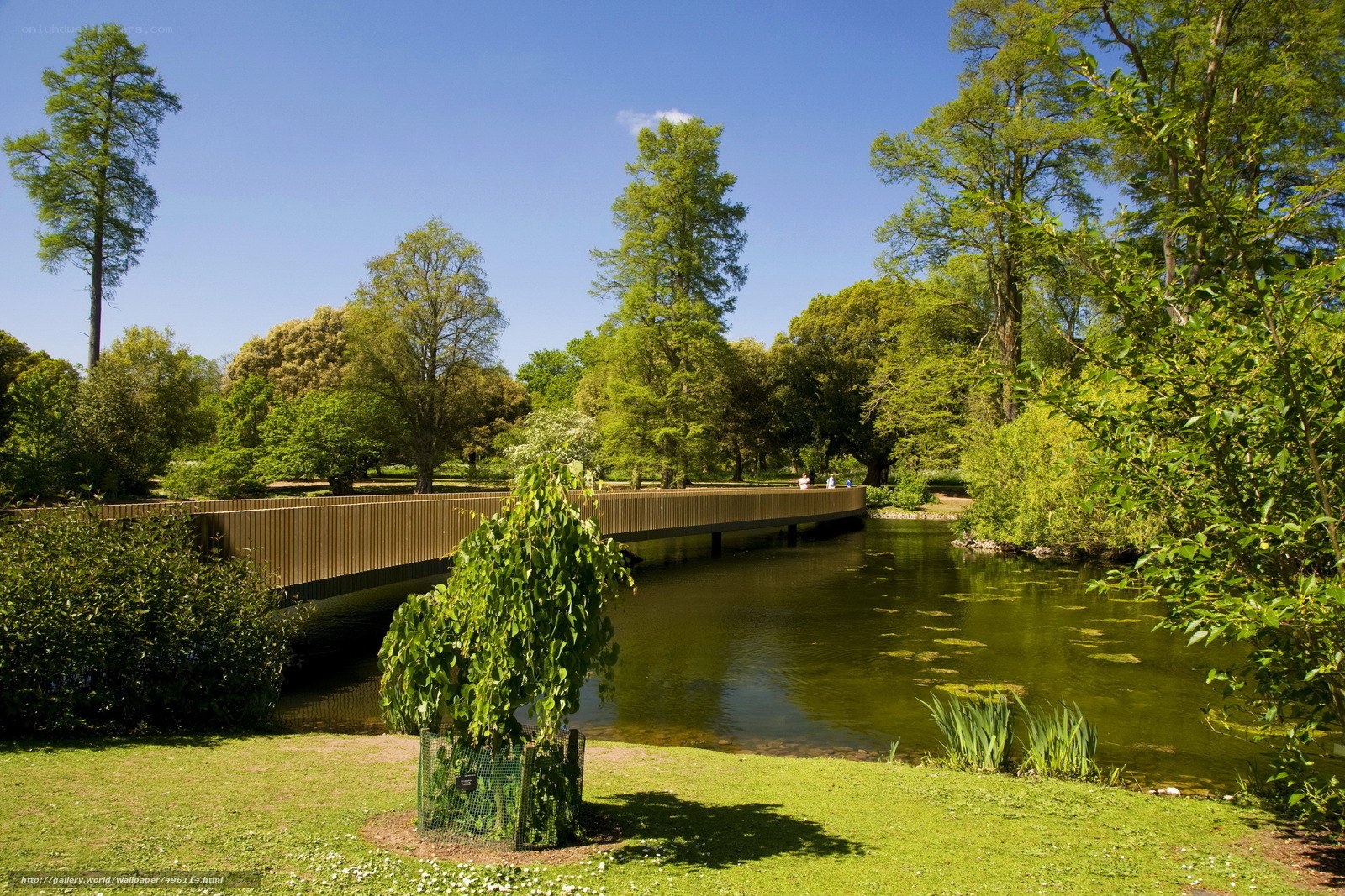 Park bridge over pond