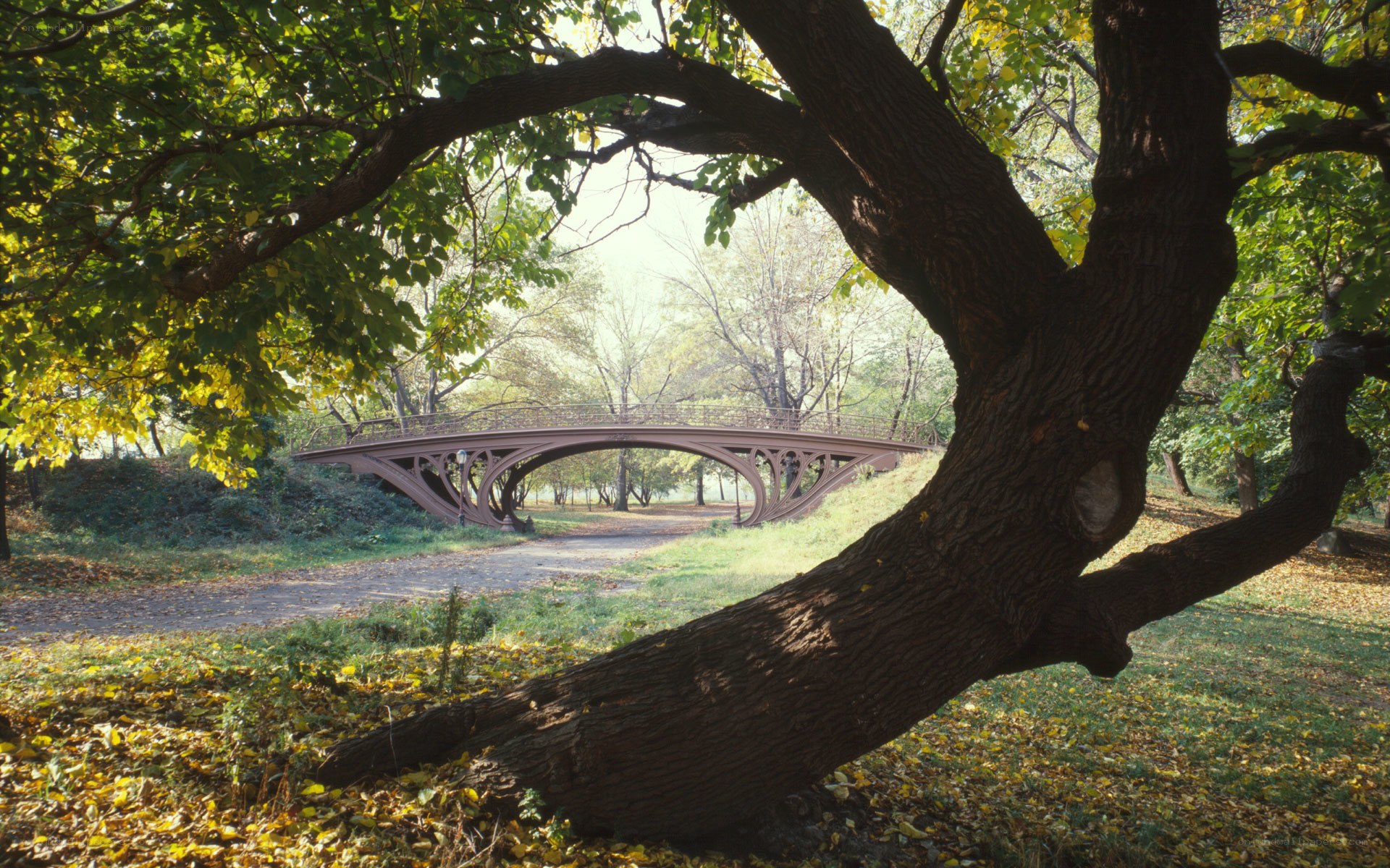 Park bridge through tree branches