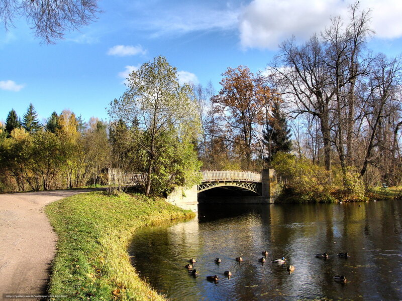 Park bridge with ducks