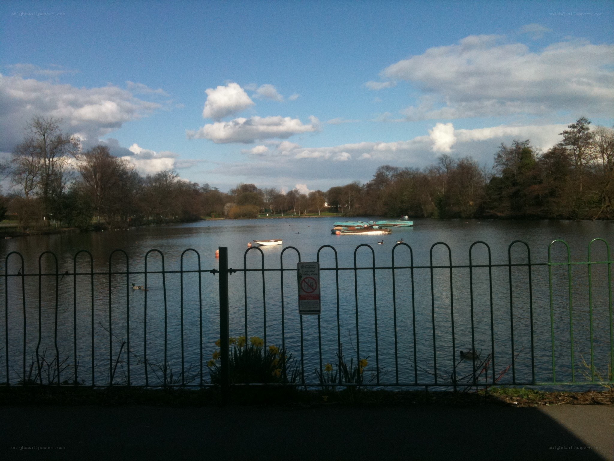 Park lake with boats and ducks
