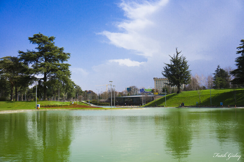 Park Lake with Trees