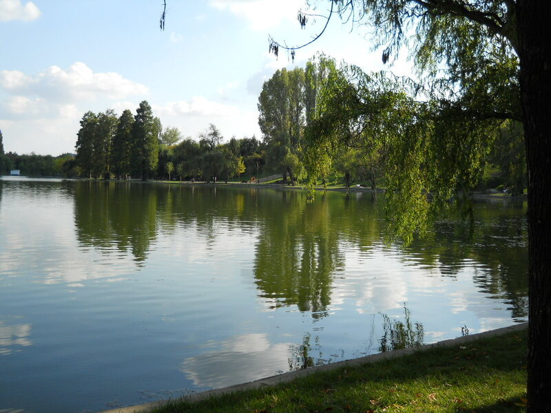 Park lake with weeping willow