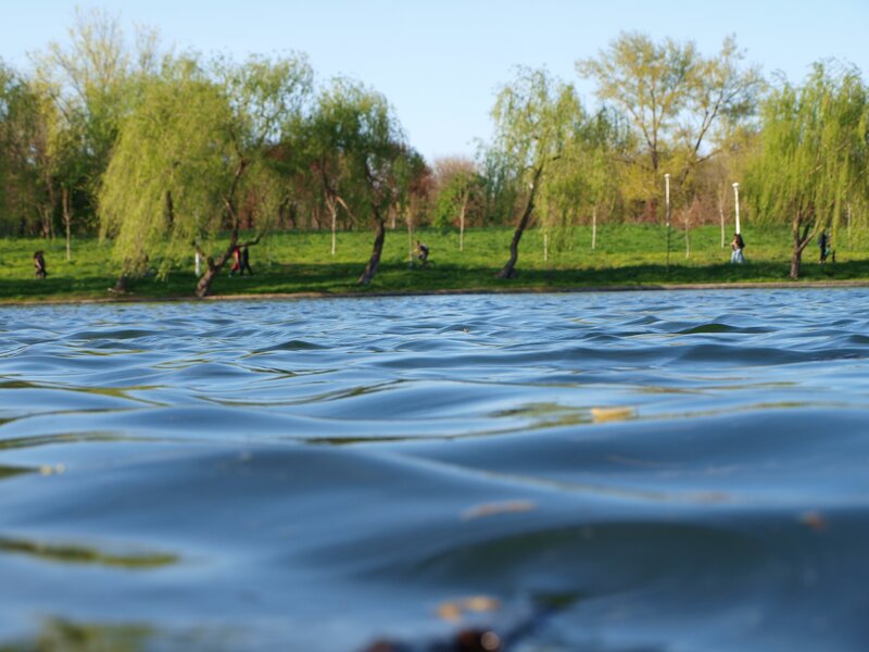 Park lake with willow trees