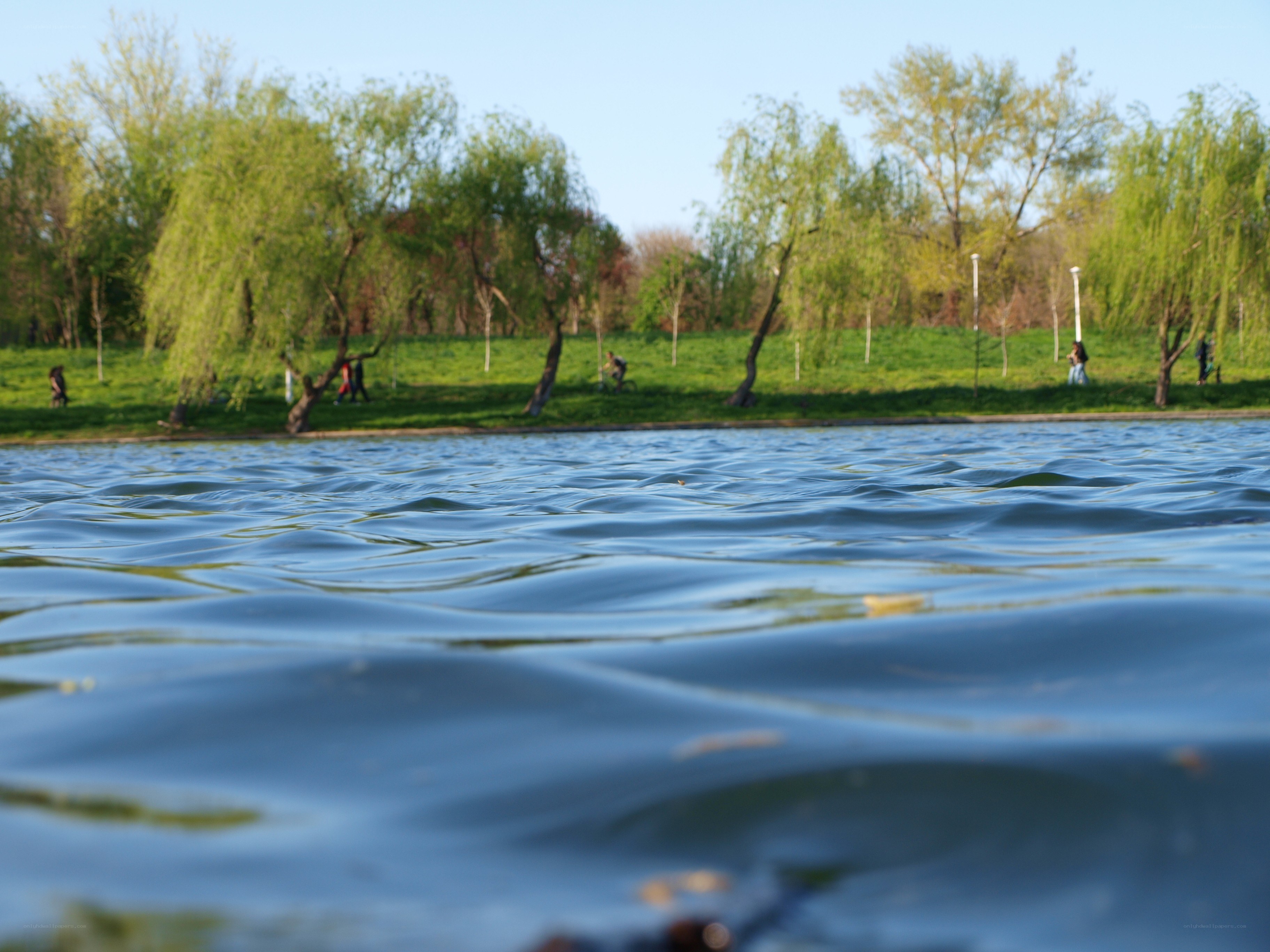 Park lake with willow trees