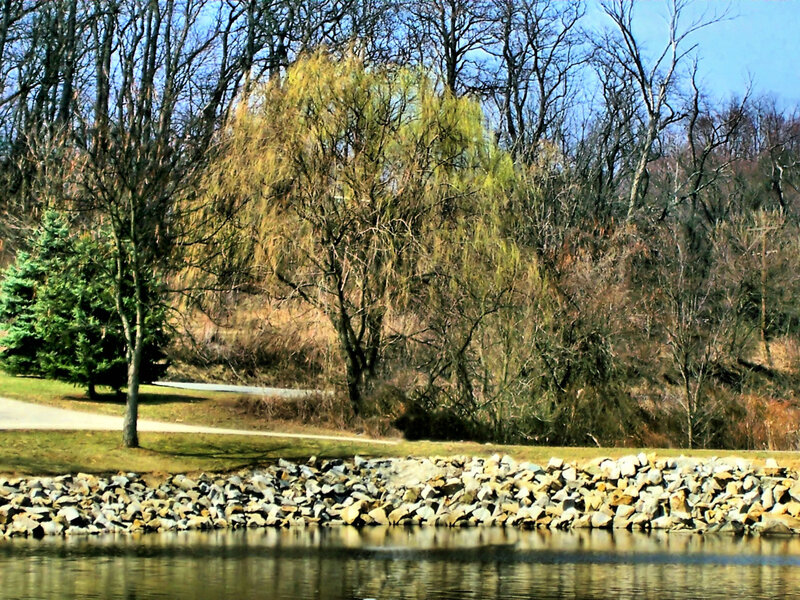 Park path by lake with willow tree