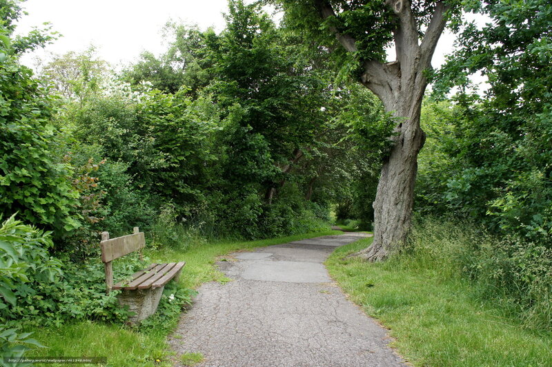 Park path with bench and tree