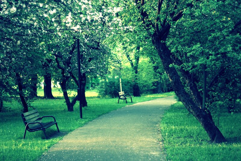 Park Path with Benches — Green, Serene, Spring, Photograph