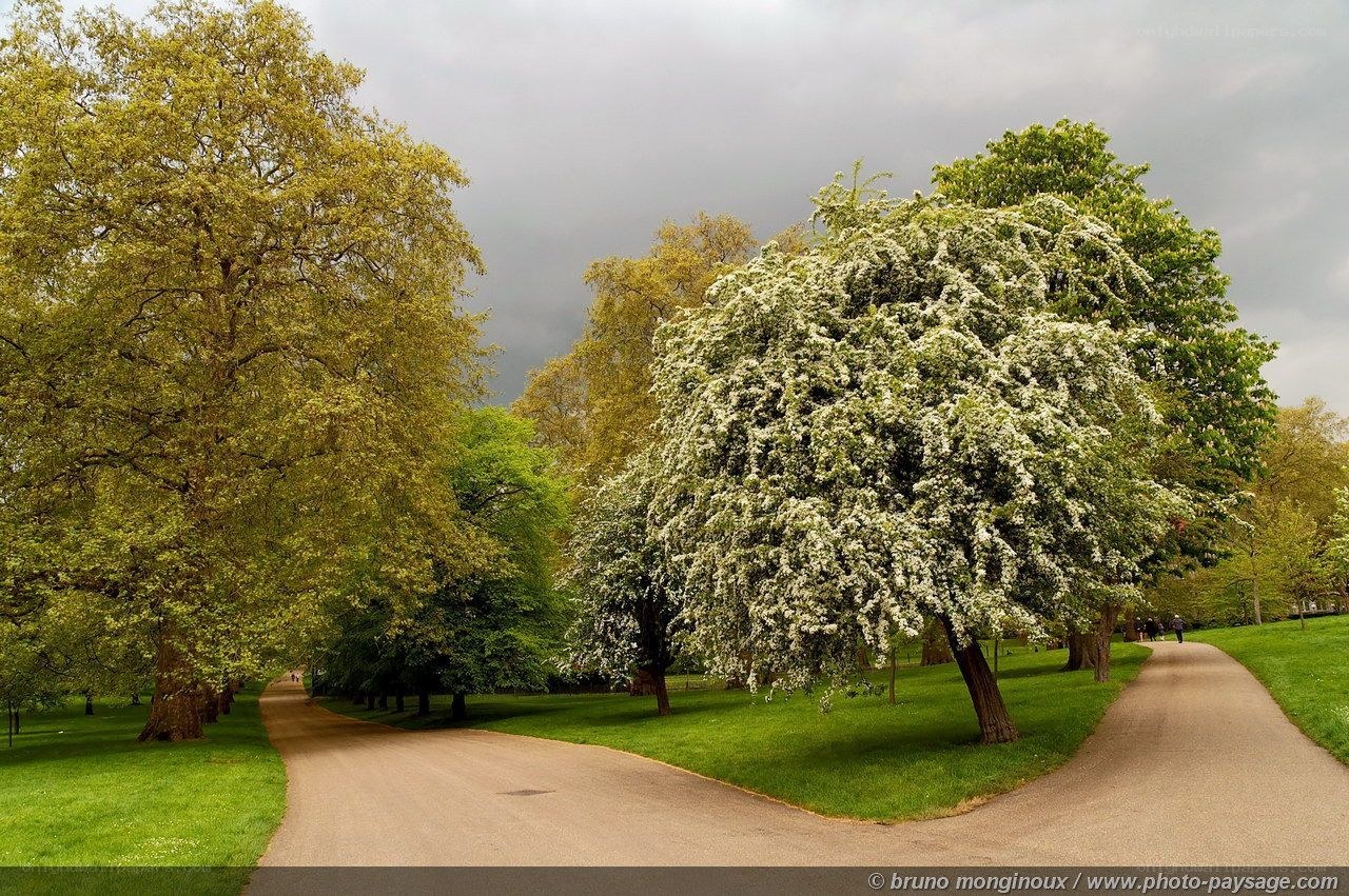 Park path with blooming trees