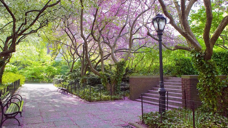 Park Path with Cherry Blossoms — Purple, Serene, Spring