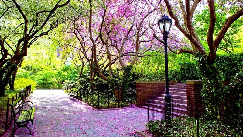 Park Path with Cherry Blossoms — Purple