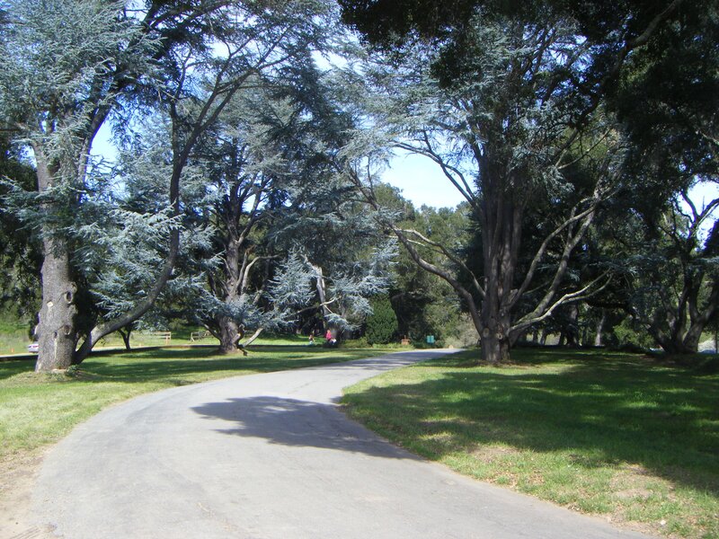 Park path with large trees
