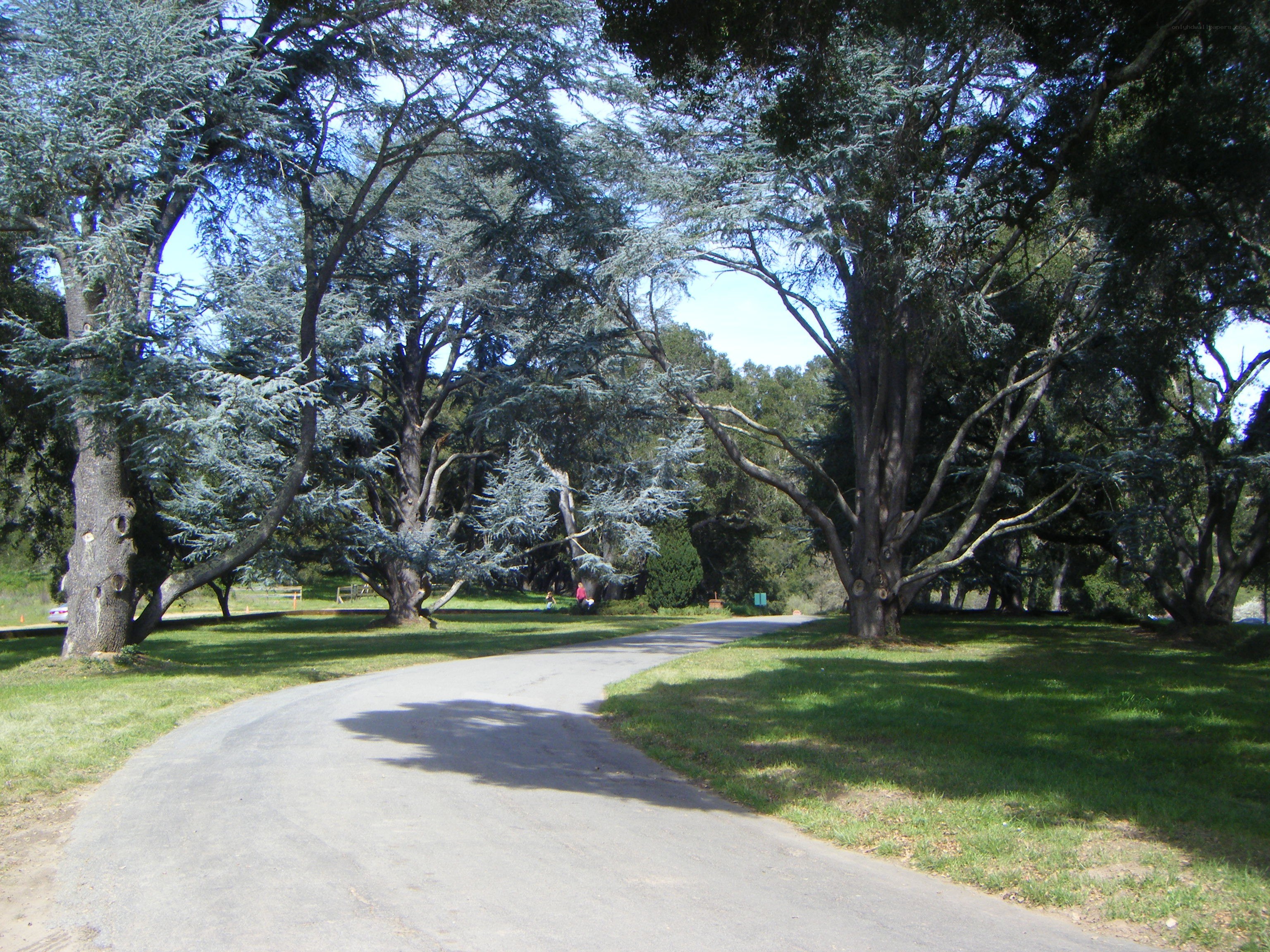 Park path with large trees