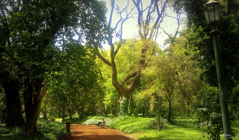 Park path with trees and lamp
