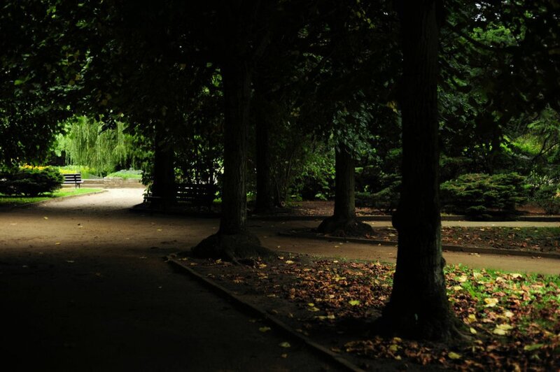 Park Path with Trees