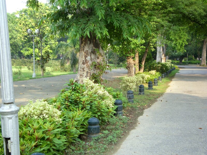 Park pathway with trees and plants