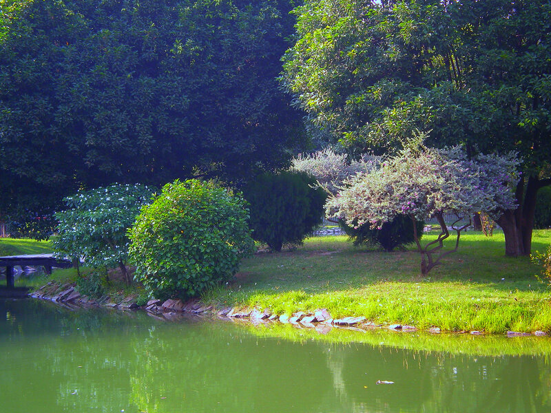 Park pond with blooming trees
