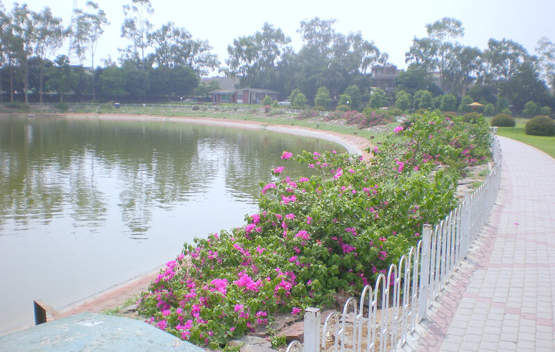 Park pond with bougainvillea flowers
