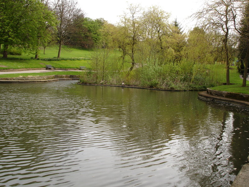 Park pond with ducks