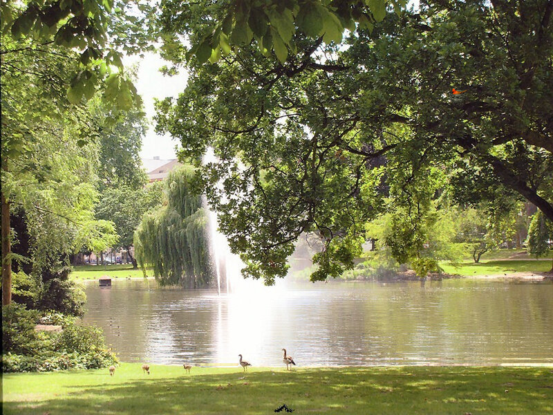 Park pond with fountain and birds