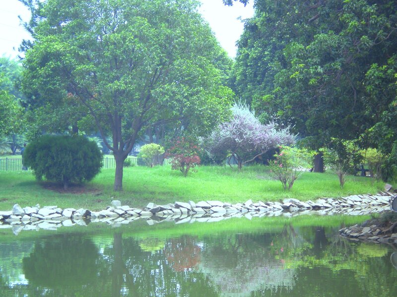 Park pond with green trees
