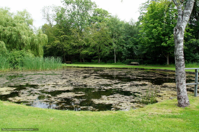 Park pond with greenery