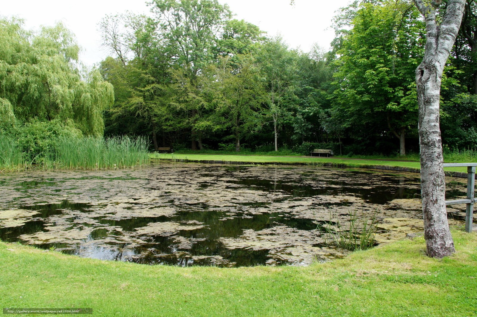 Park pond with greenery