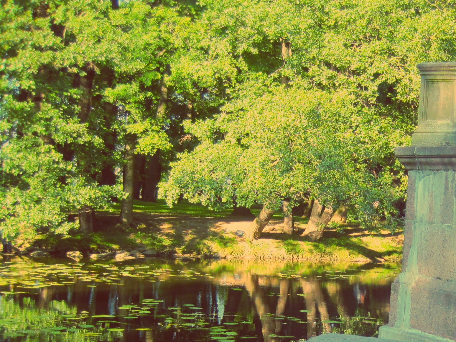 Park pond with lily pads