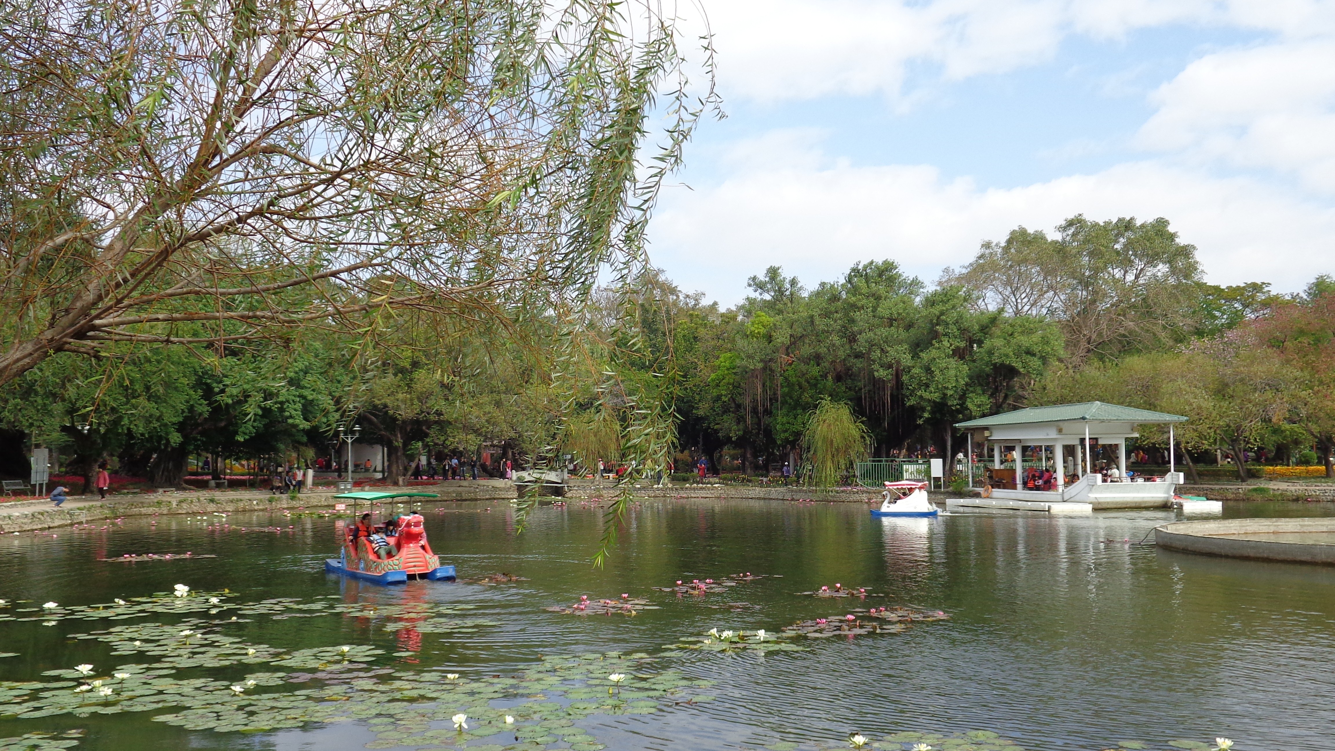 Park pond with paddle boats