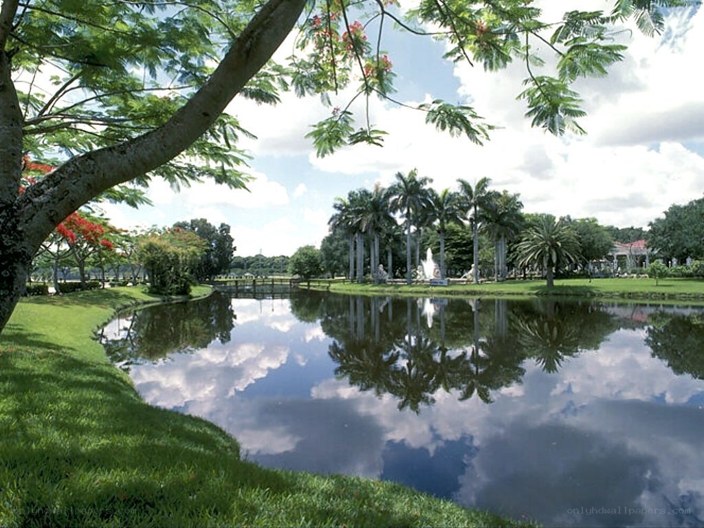 Park pond with palm trees