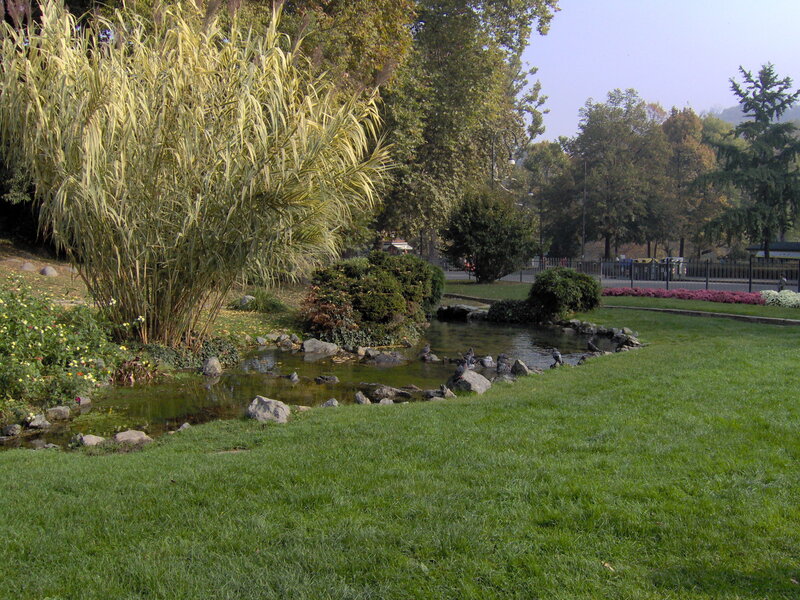 Park pond with reeds and grass