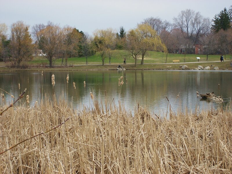 Park pond with reeds and trees