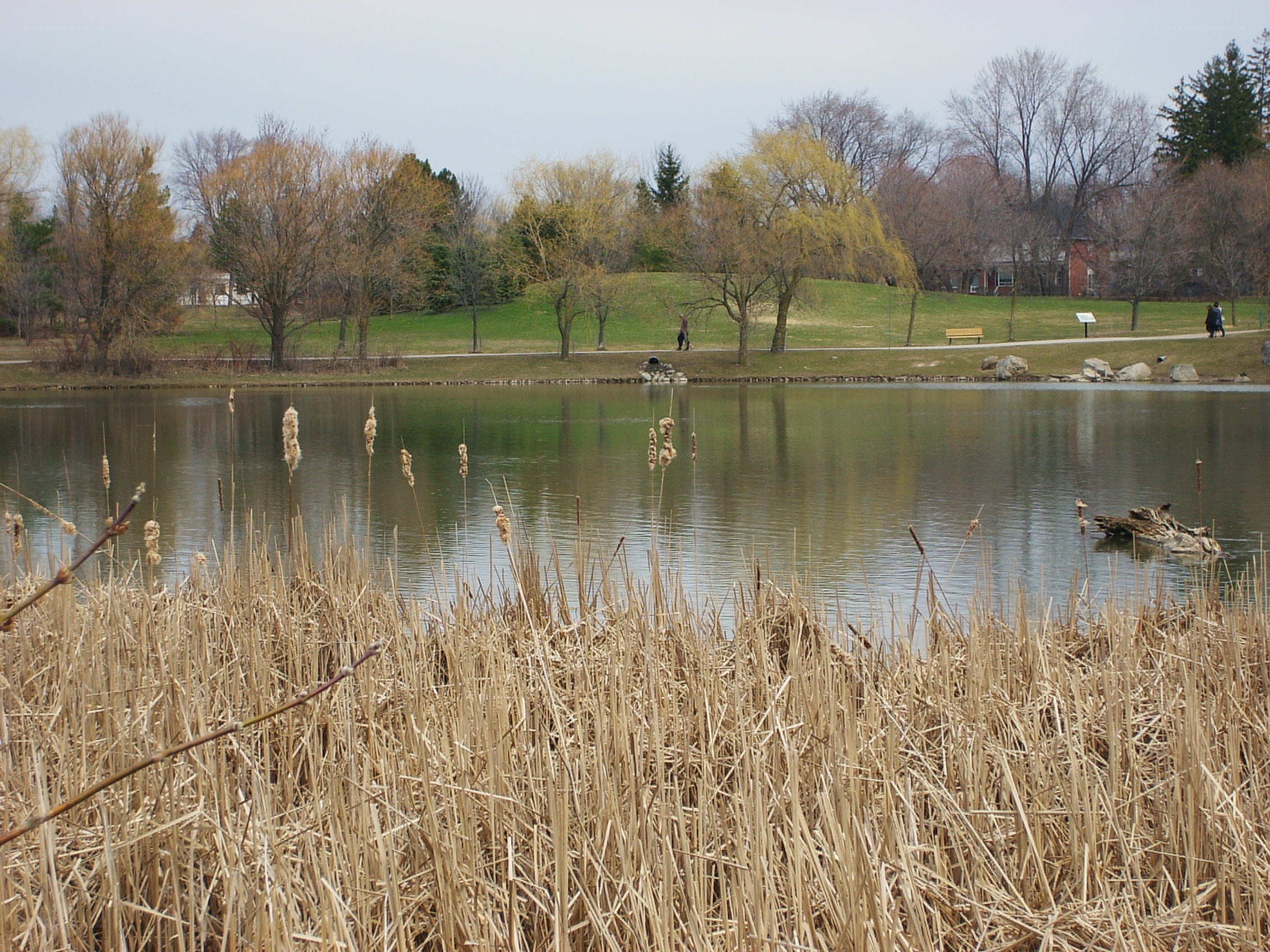 Park pond with reeds and trees