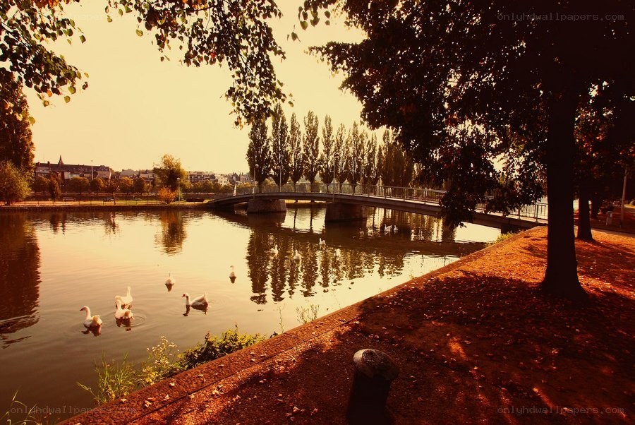 Park pond with swans and bridge