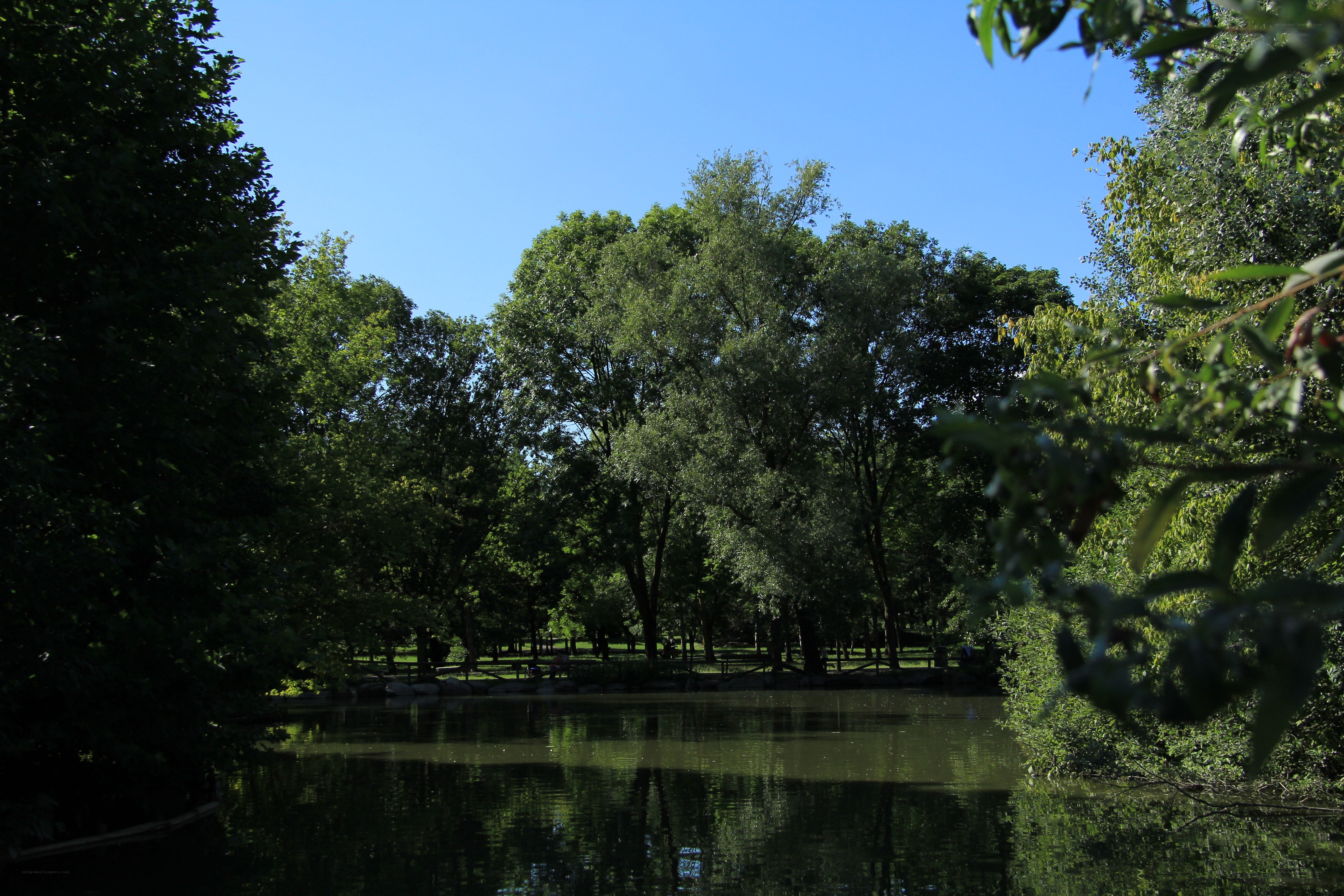 Park pond with trees
